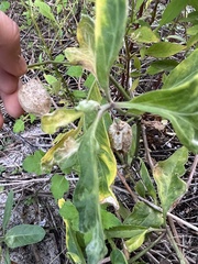 Physalis × elliottii
