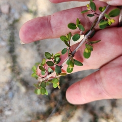 Euphorbia magdalenae