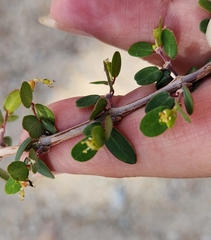 Euphorbia magdalenae