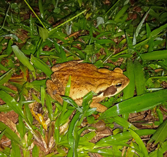 Rhinella crucifer