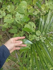 Passiflora tetrandra