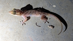 Cyrtodactylus
