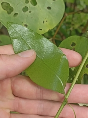 Passiflora tetrandra
