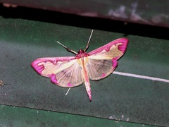 Cadarena pudoraria