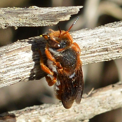 Rhodanthidium sticticum