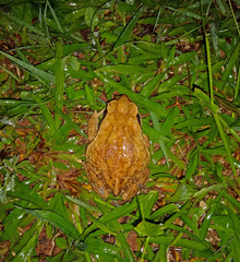 Rhinella crucifer