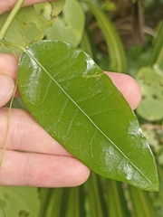 Passiflora tetrandra