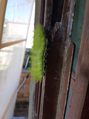 Automeris cinctistriga