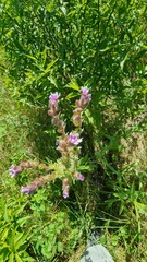 Anchusa officinalis