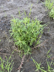 Eriophyllum confertiflorum