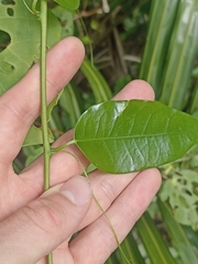 Passiflora tetrandra