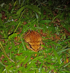 Rhinella crucifer