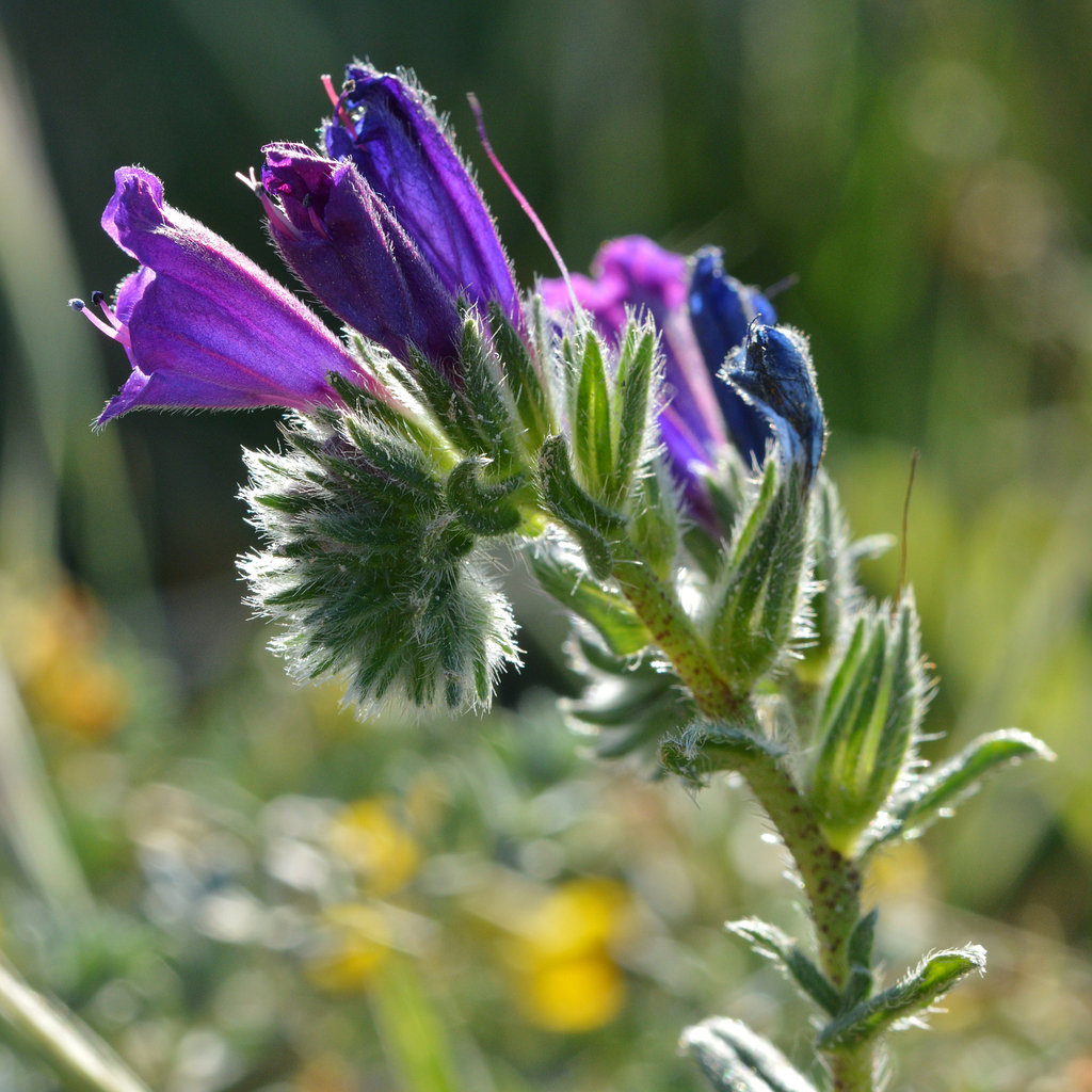 sand viper's bugloss