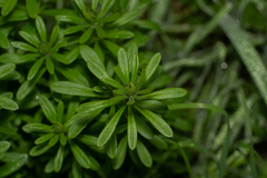 Galium aparine