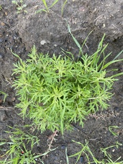 Eriophyllum confertiflorum