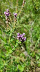 Anchusa officinalis