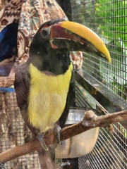 Pteroglossus viridis