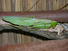 Sphodromantis