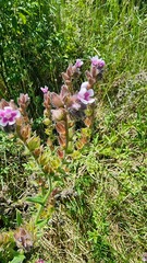 Anchusa officinalis