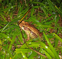 Rhinella crucifer