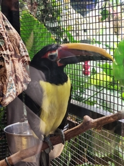 Pteroglossus viridis