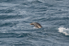 Arctocephalus forsteri