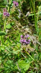 Anchusa officinalis