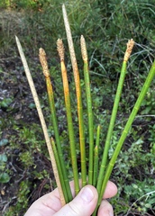 Eleocharis equisetoides