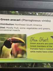 Pteroglossus viridis