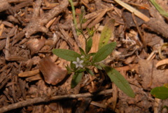 Allophyllum integrifolium