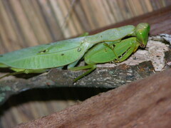 Sphodromantis