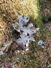 Pseudocyphellaria homoeophylla