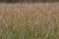 Eleocharis equisetoides