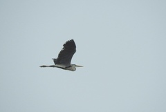 Ardea cinerea
