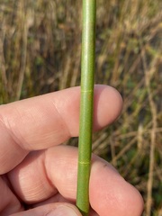Eleocharis equisetoides