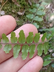 Blechnum filiforme