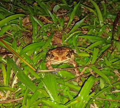 Rhinella crucifer