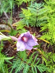 Thelymitra pulchella