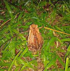 Rhinella crucifer