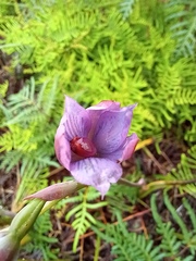 Thelymitra pulchella