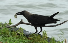 Corvus splendens