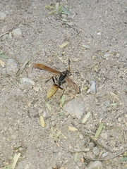 Polistes comanchus