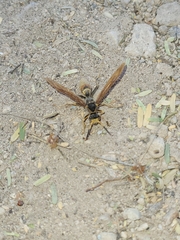 Polistes comanchus