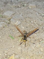 Polistes comanchus
