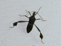 Leptoglossus concolor