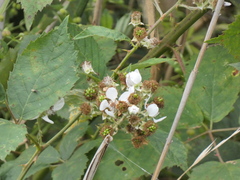 Rubus