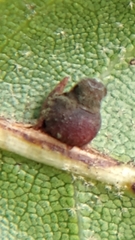 Callirhytis serricornis