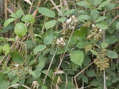 Rubus