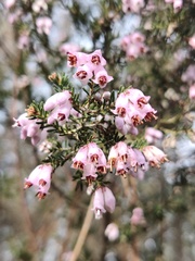 Erica australis