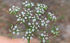 Ptilimnium capillaceum